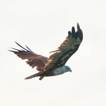 Brahminy Kite Ban Amphoe, Chon Buri Wed, 7/28/2021