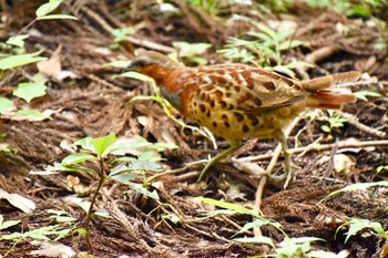 Chinese Bamboo Partridge 東京都多摩地域 Wed, 7/28/2021