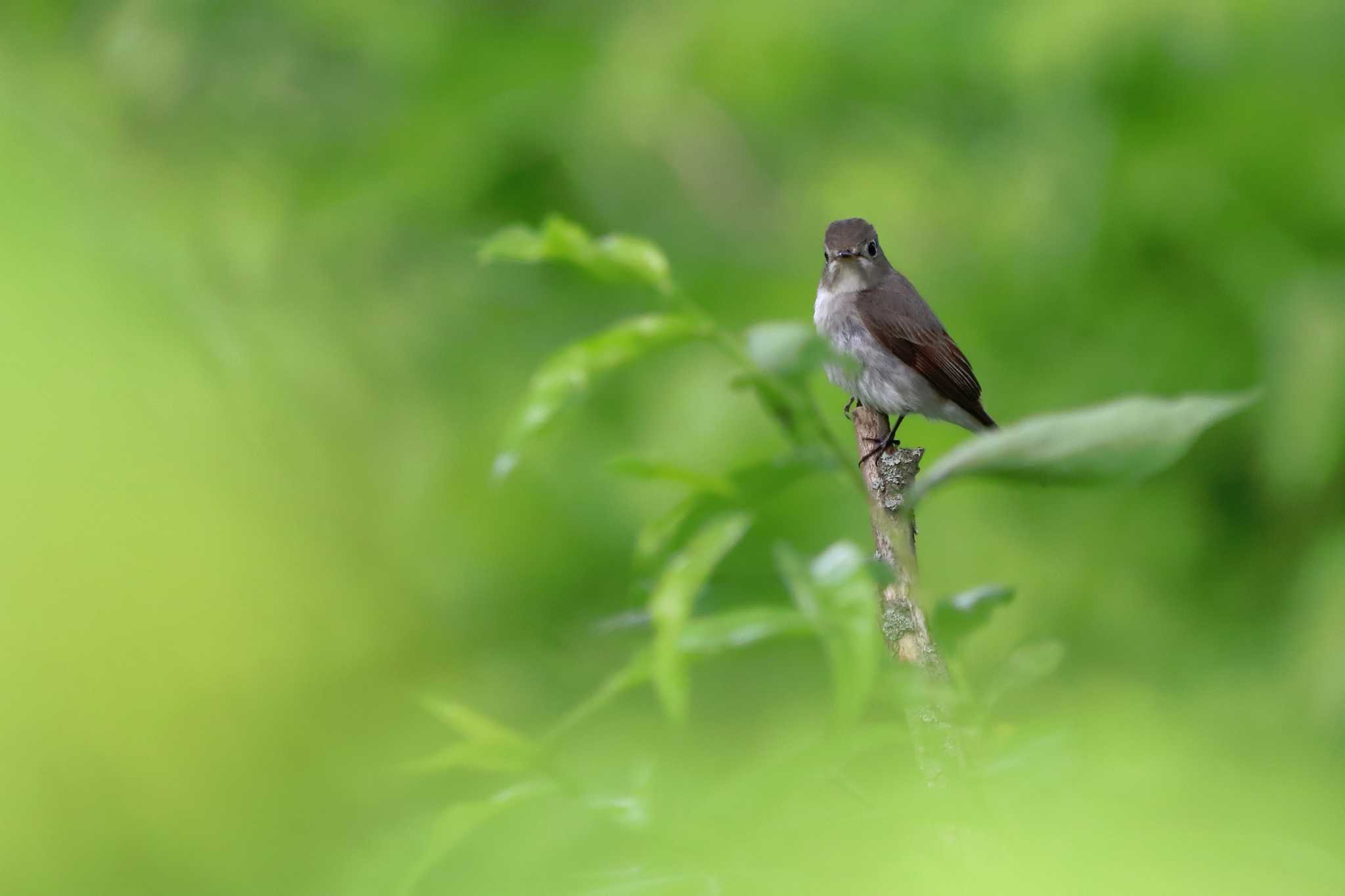 自宅 コサメビタキの写真 by くるばび