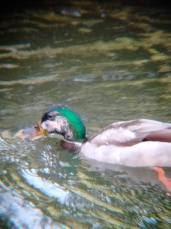 マガモ 中島公園 2021年7月28日(水)