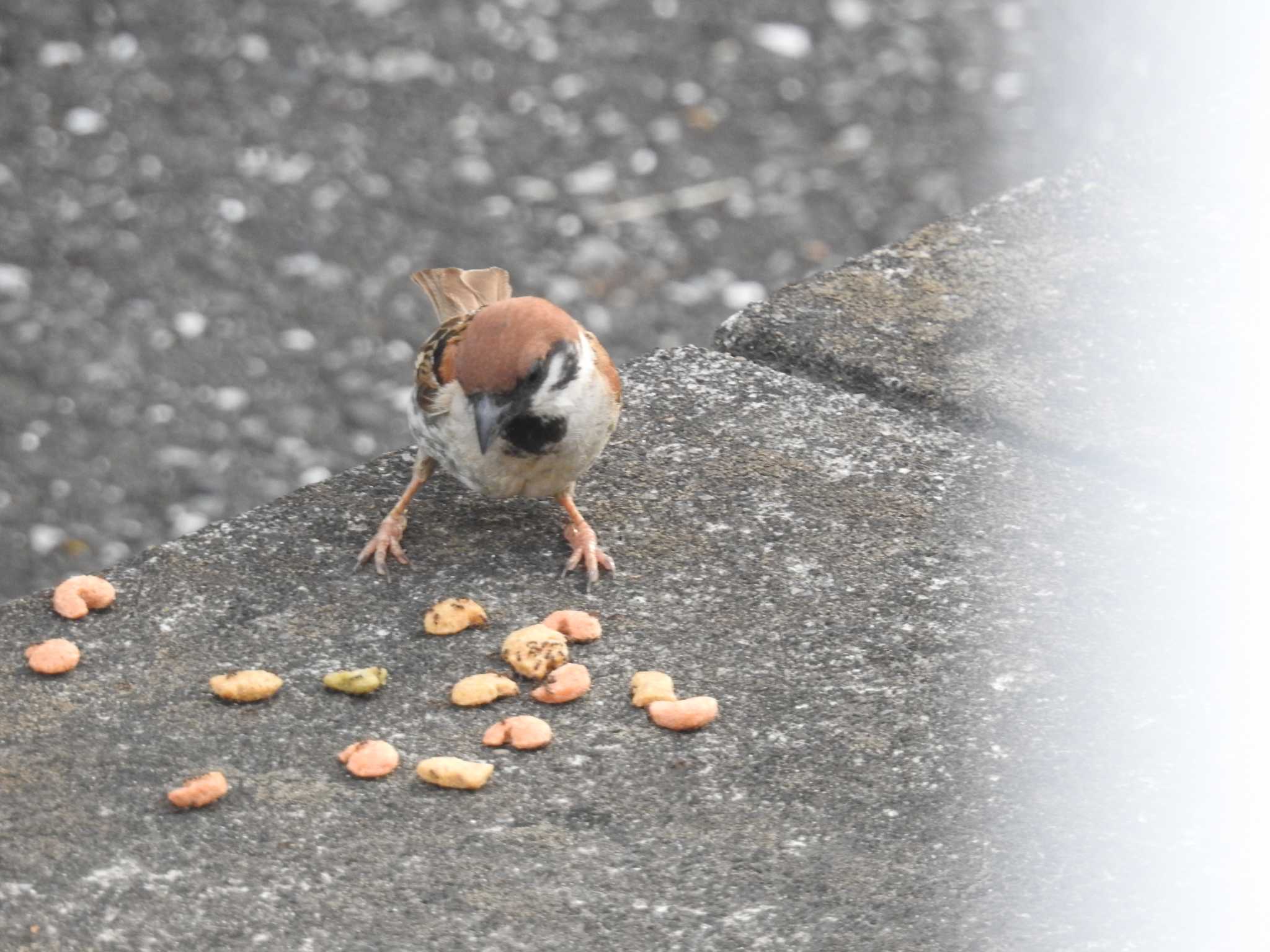 Eurasian Tree Sparrow