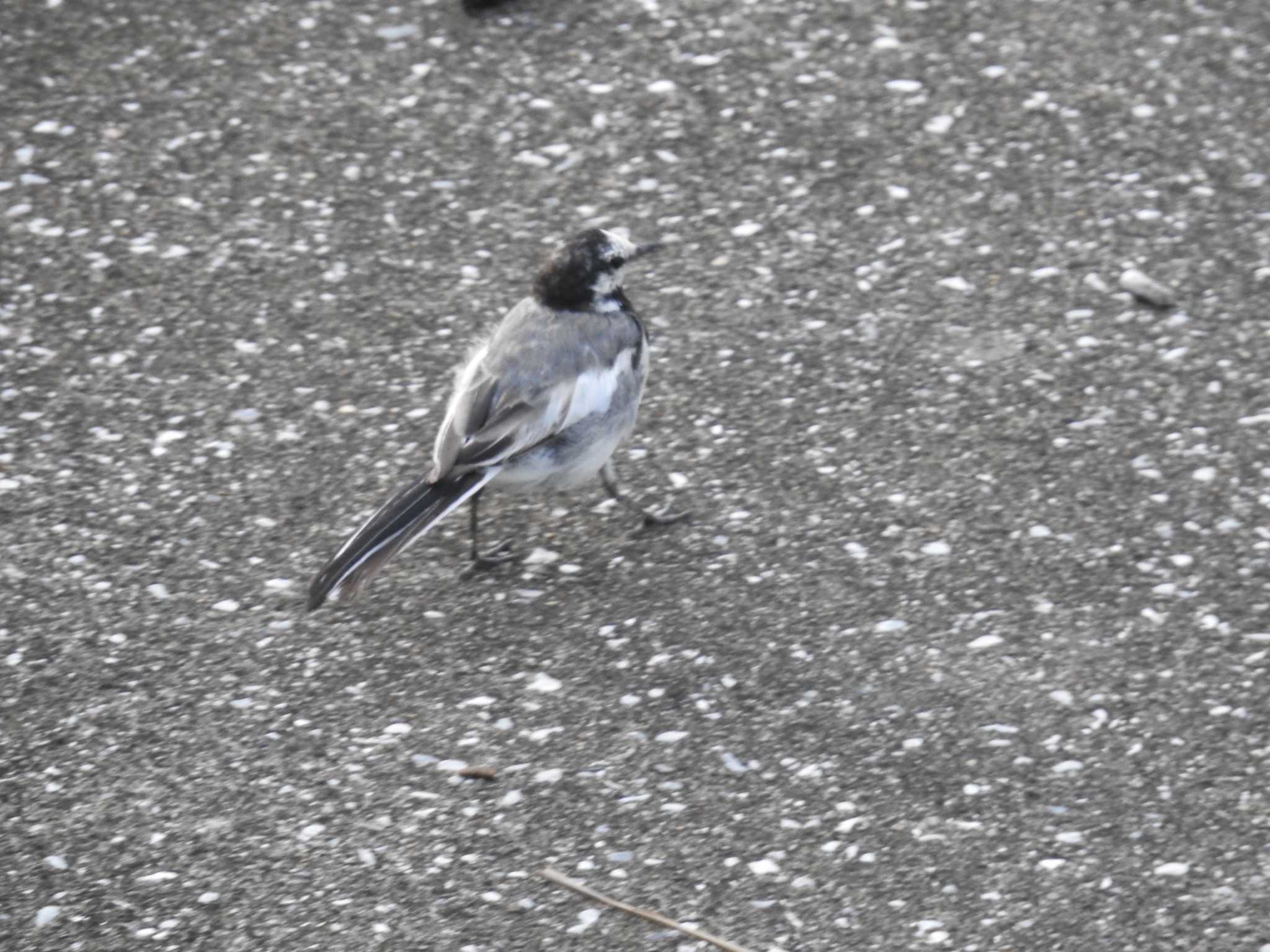 White Wagtail