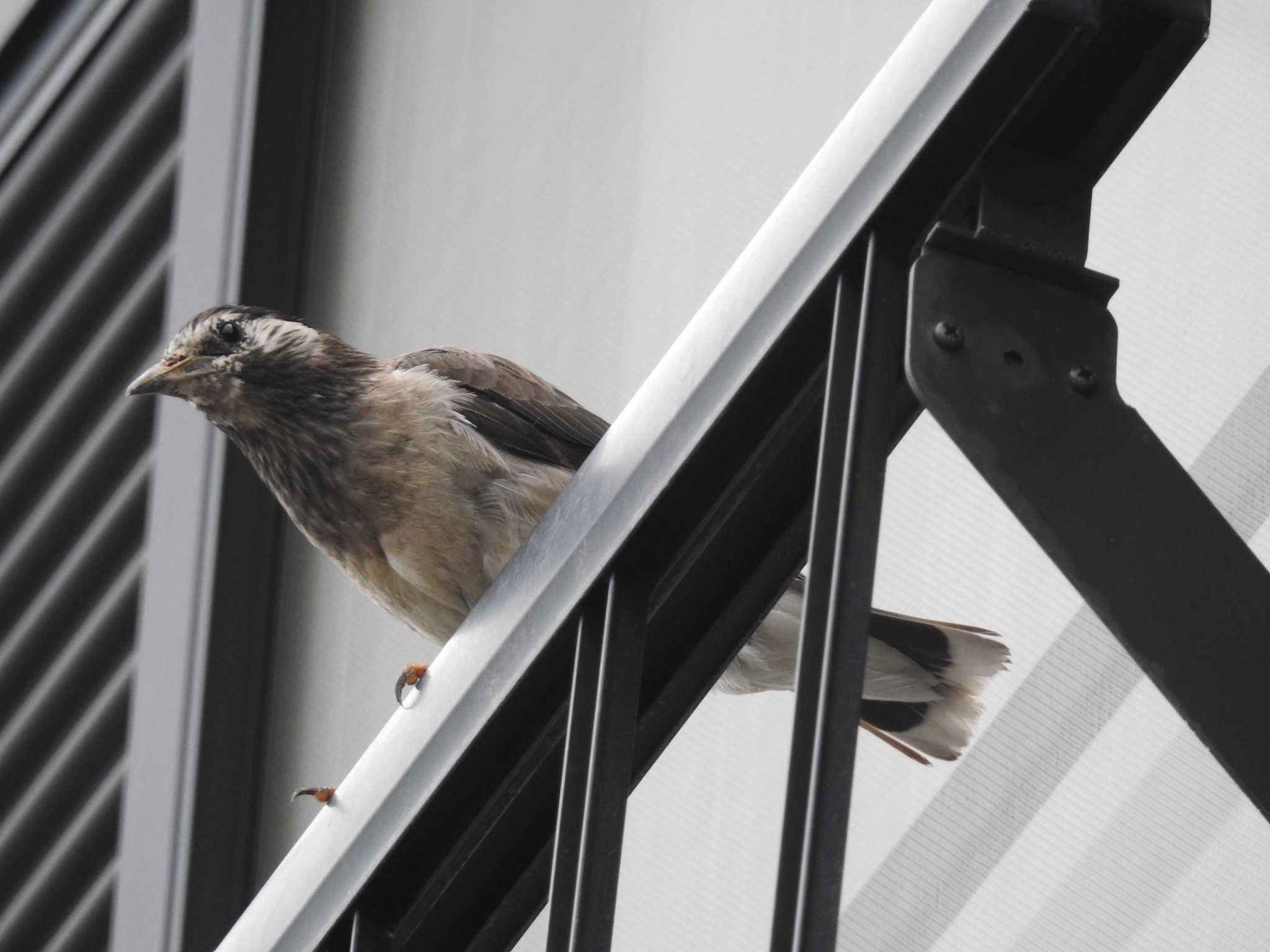 White-cheeked Starling