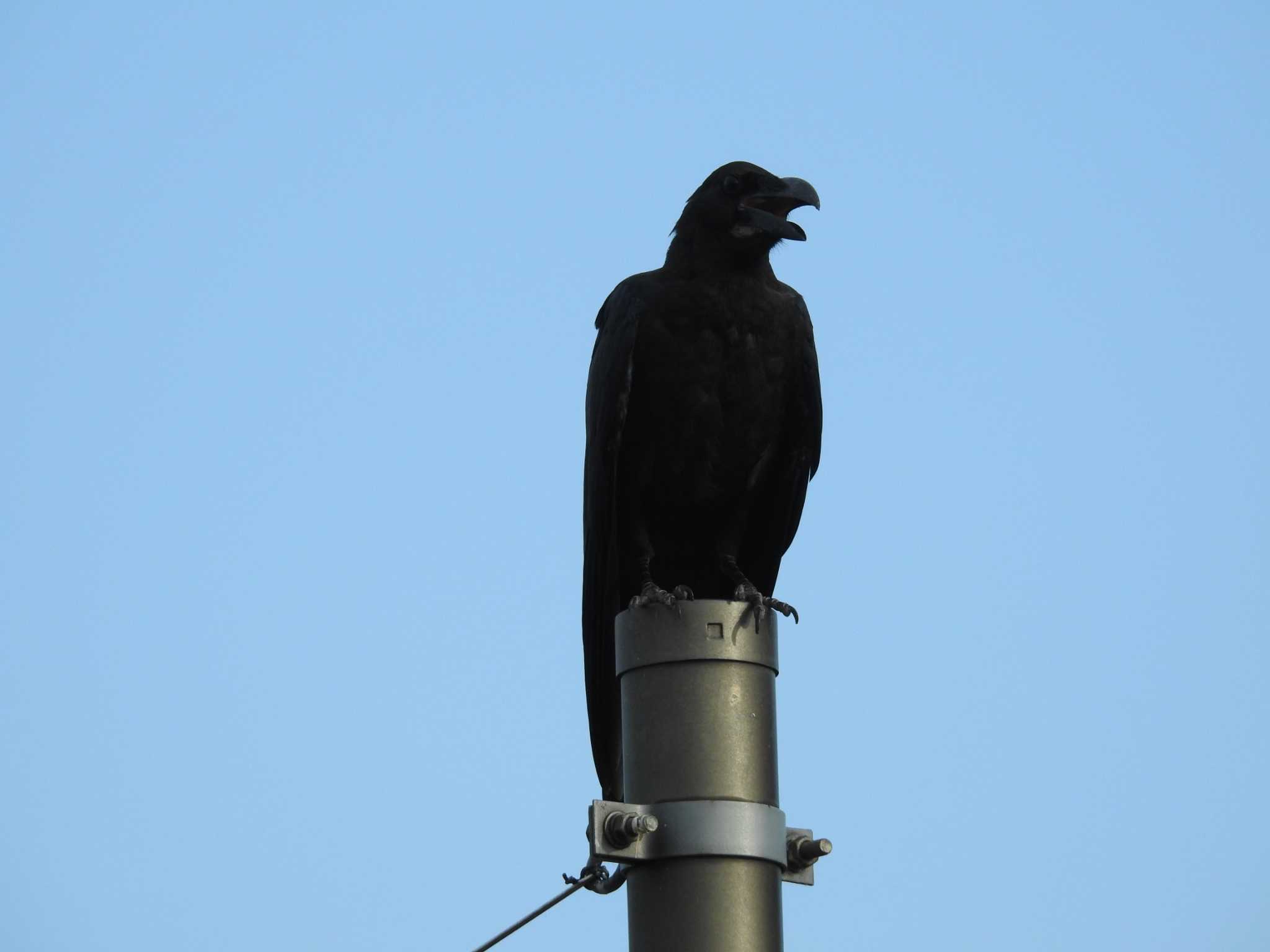 Large-billed Crow