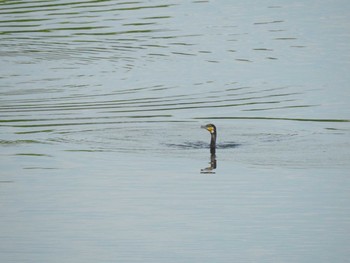 2021年7月28日(水) 隅田川の野鳥観察記録