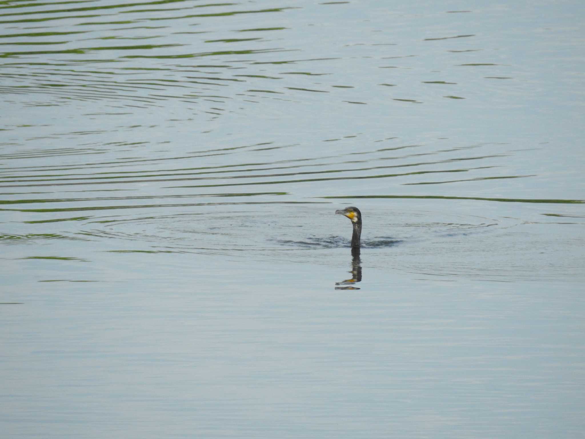 Great Cormorant