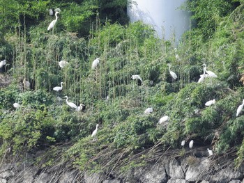 Wed, 7/28/2021 Birding report at 彩湖