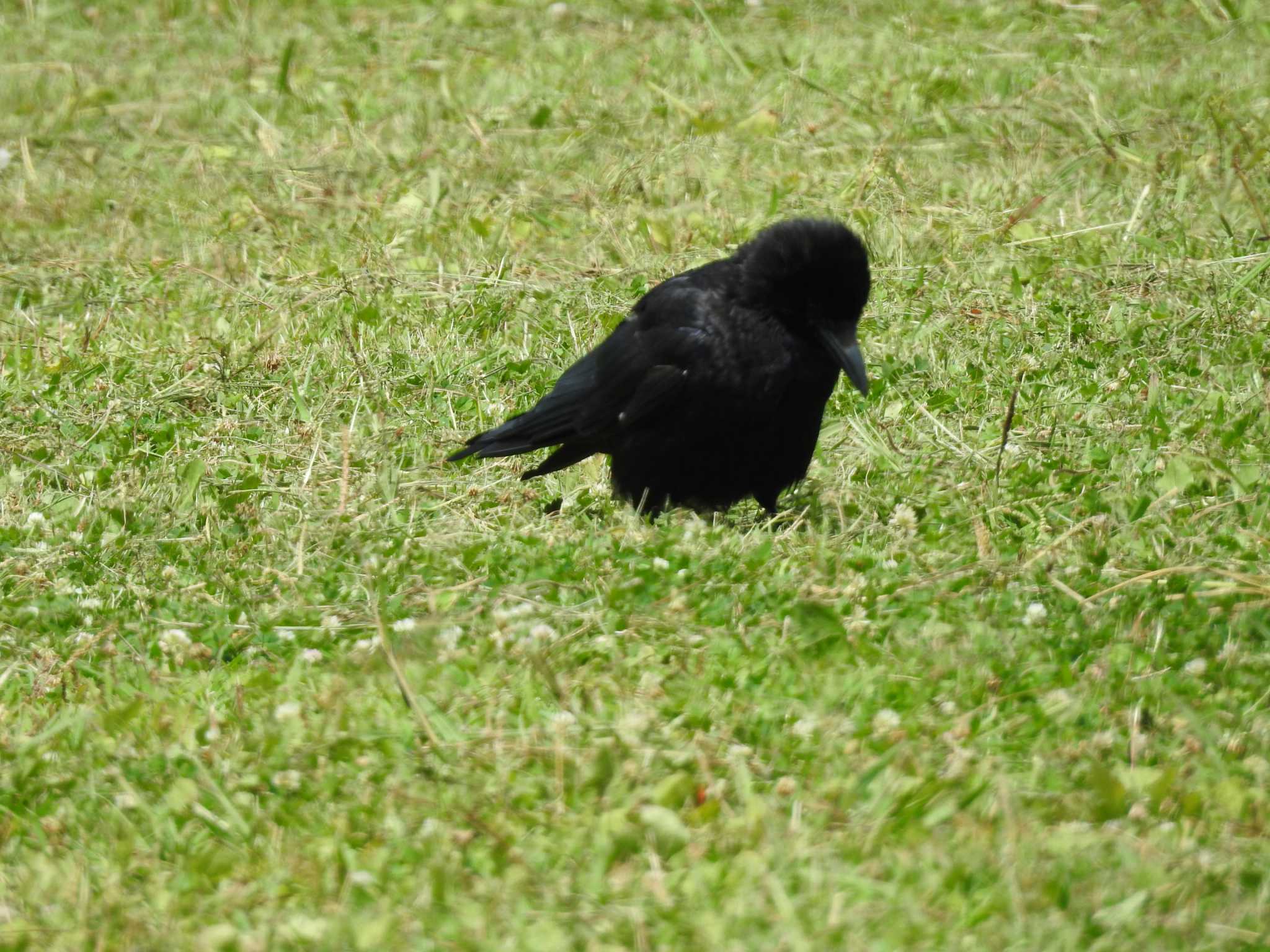 Large-billed Crow