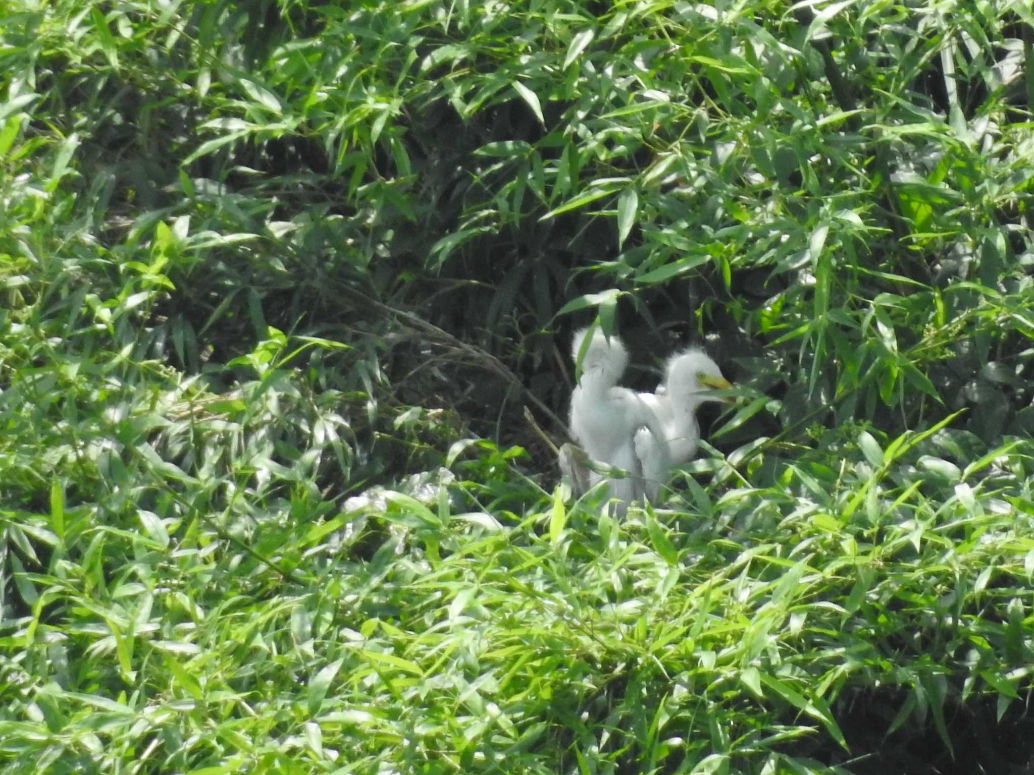 Great Egret