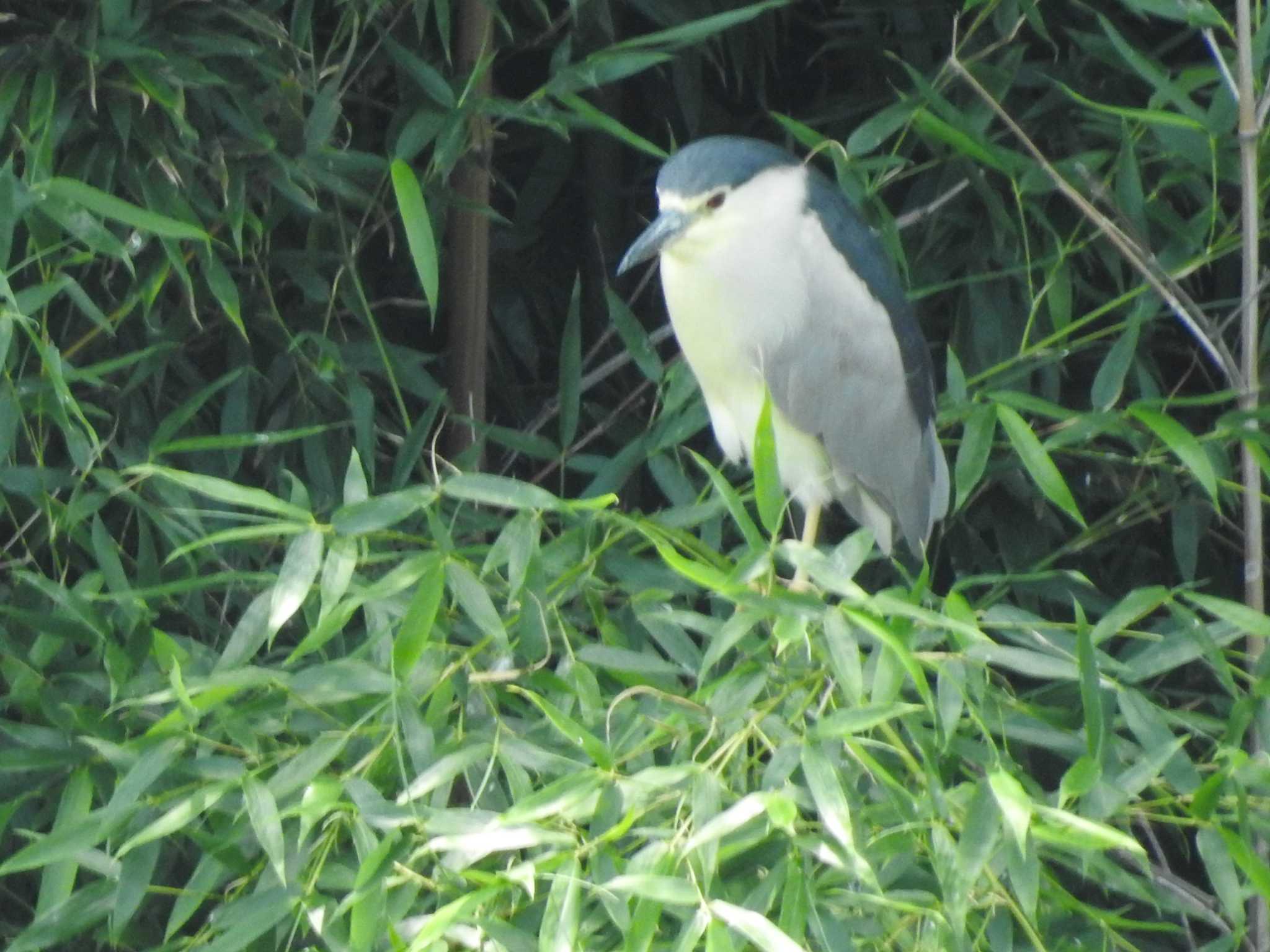 Black-crowned Night Heron