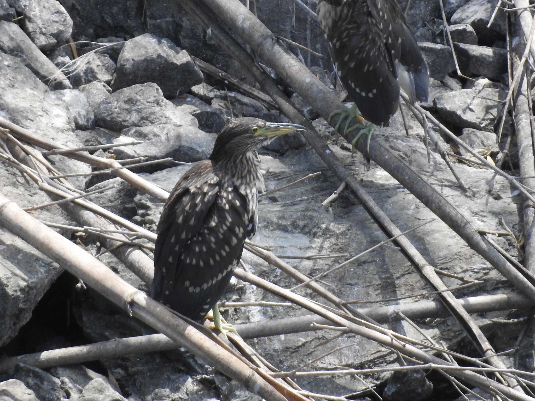 Black-crowned Night Heron