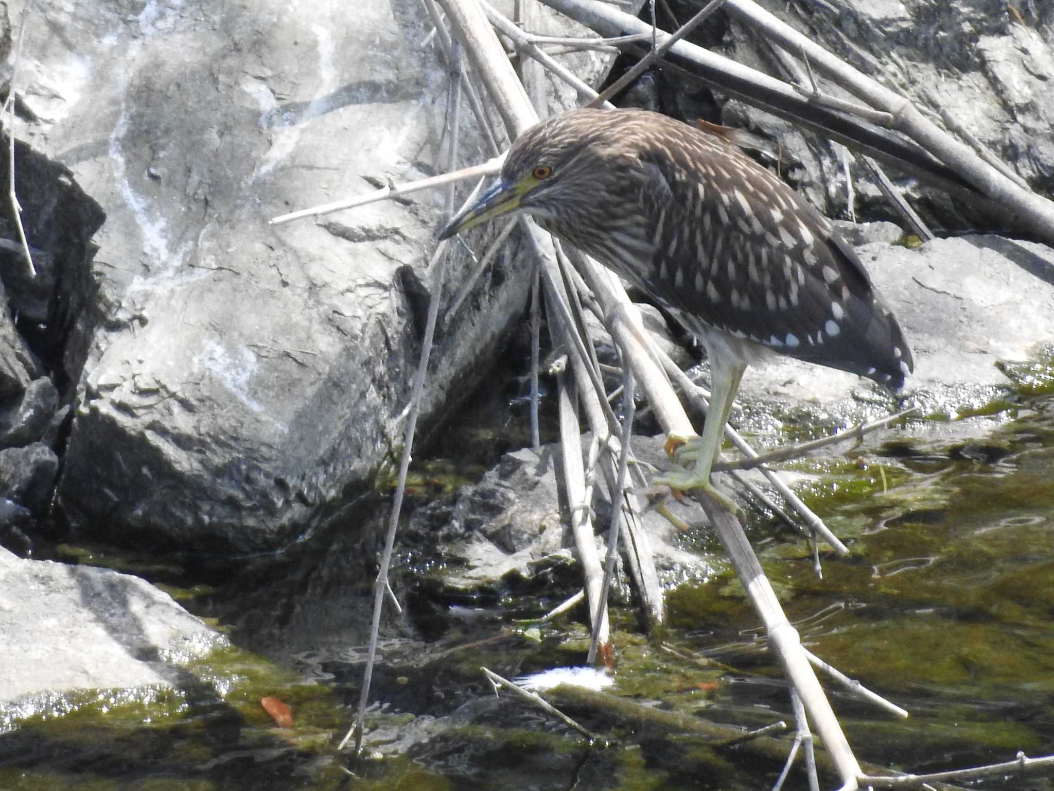 Black-crowned Night Heron