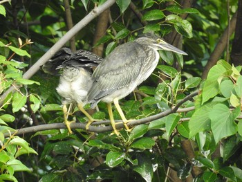 2021年7月28日(水) 都立浮間公園の野鳥観察記録