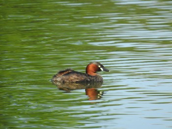 カイツブリ 都立浮間公園 2021年7月28日(水)