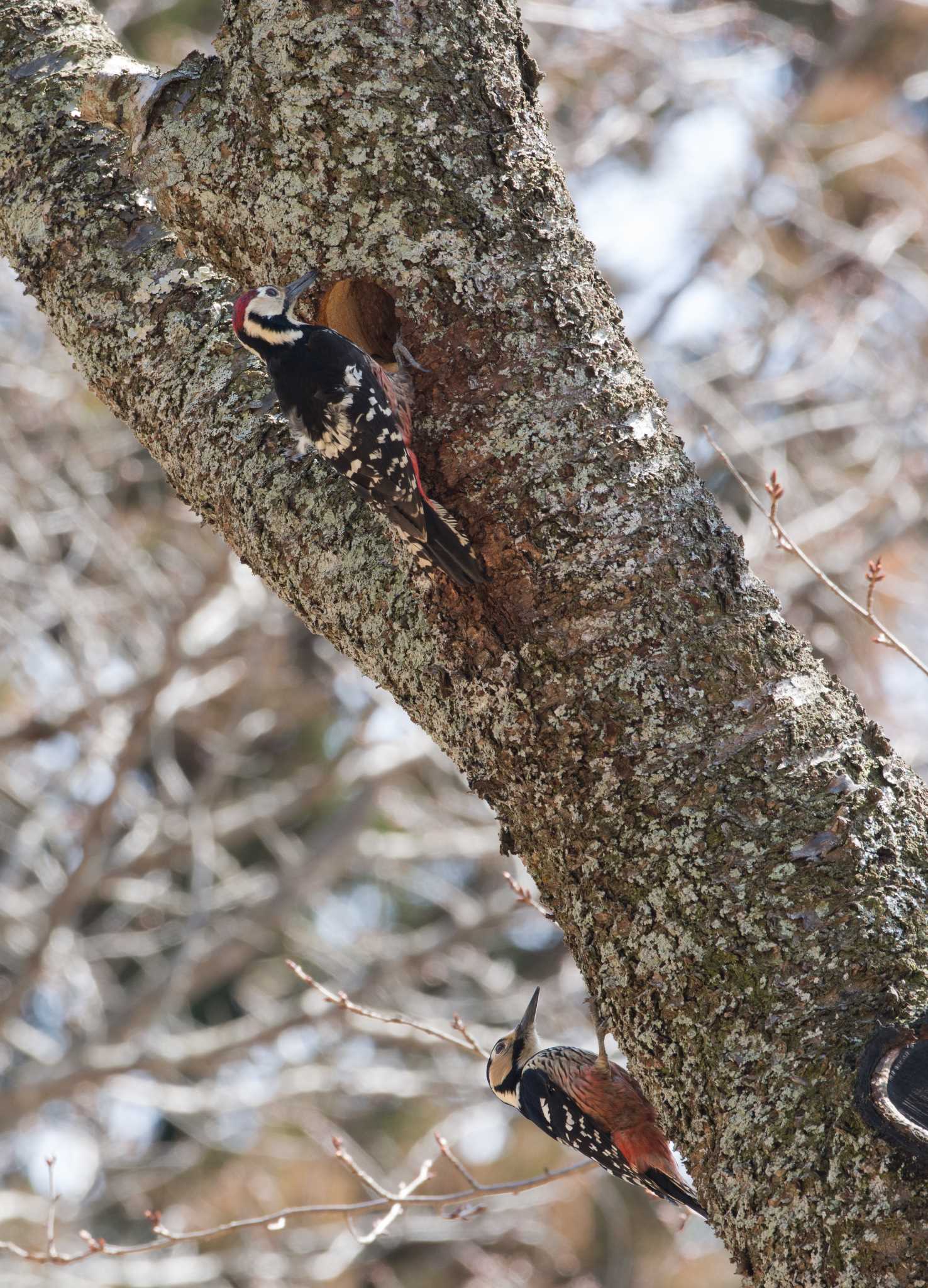 Photo of White-backed Woodpecker at 奈良県曽爾村 屛風岩公苑 by 倶利伽羅