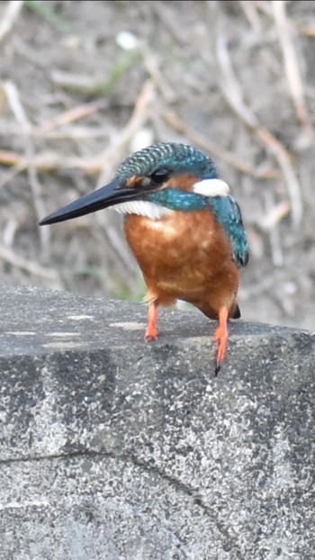 カワセミ 須崎調整池 2021年7月28日(水)