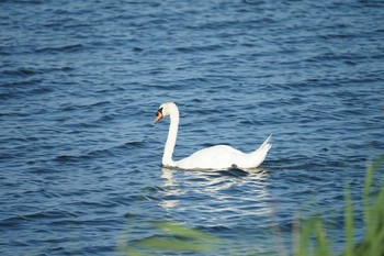 コブハクチョウ 斐伊川河口 2021年7月28日(水)