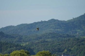 ミサゴ 斐伊川河口 2021年7月28日(水)