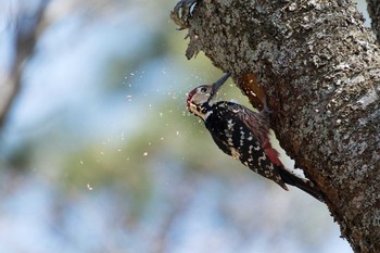 White-backed Woodpecker