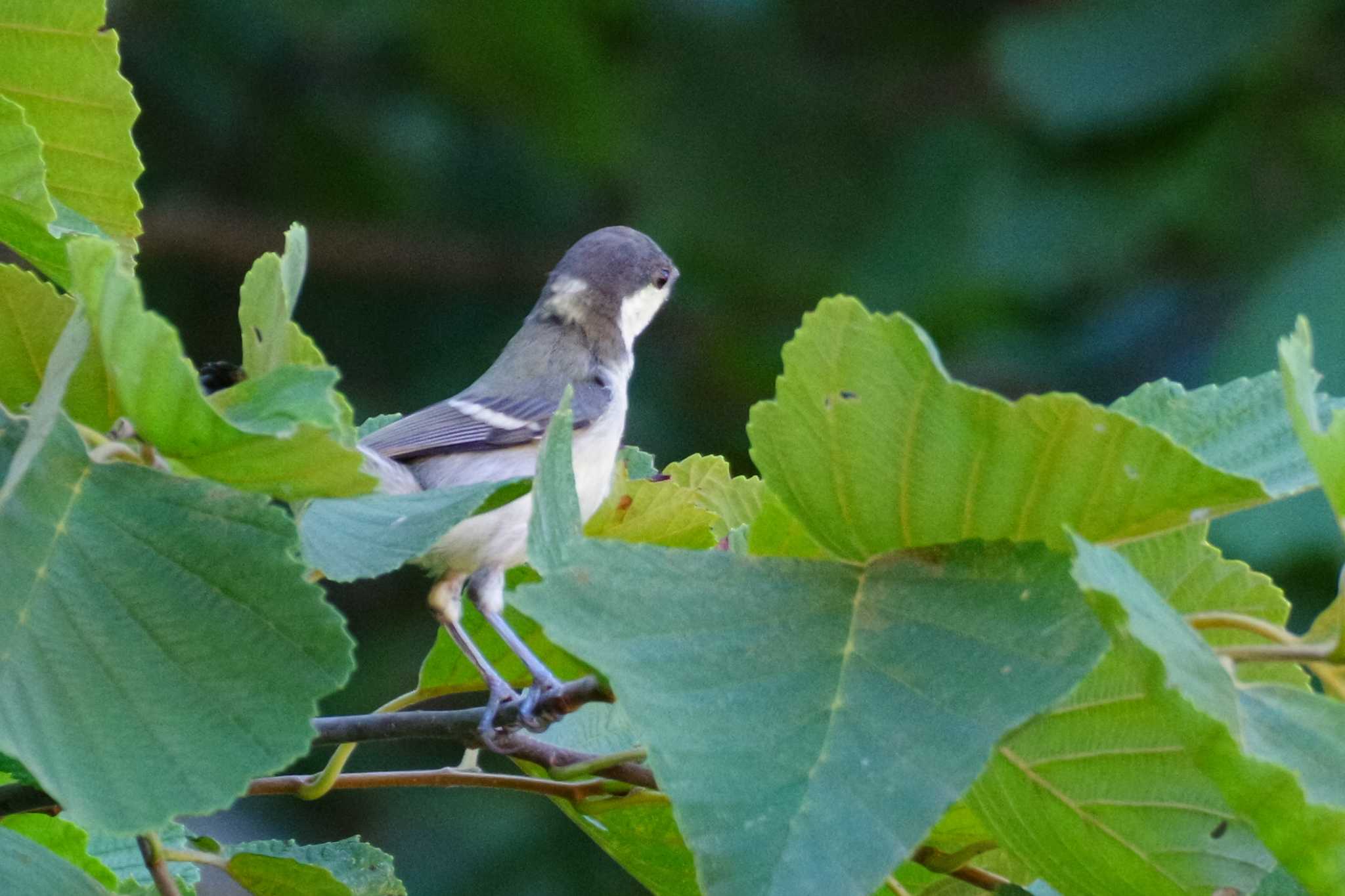 シジュウカラ