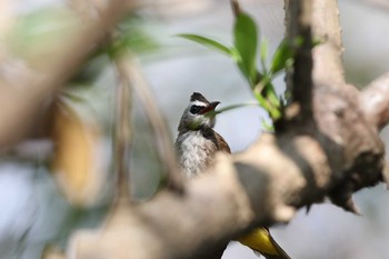 メグロヒヨドリ Sri Nakhon Khuean Khan Park And Botanical Garden 2017年3月19日(日)