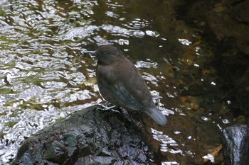 カワガラス 箕面山 2021年7月28日(水)