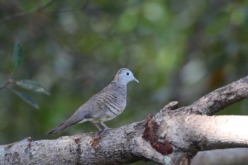 Zebra Dove Sri Nakhon Khuean Khan Park And Botanical Garden Sun, 3/19/2017