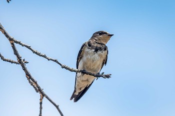 Barn Swallow 石ケ谷公園 Sat, 7/17/2021