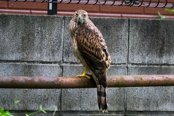 オオタカ 東京都 2021年7月28日(水)