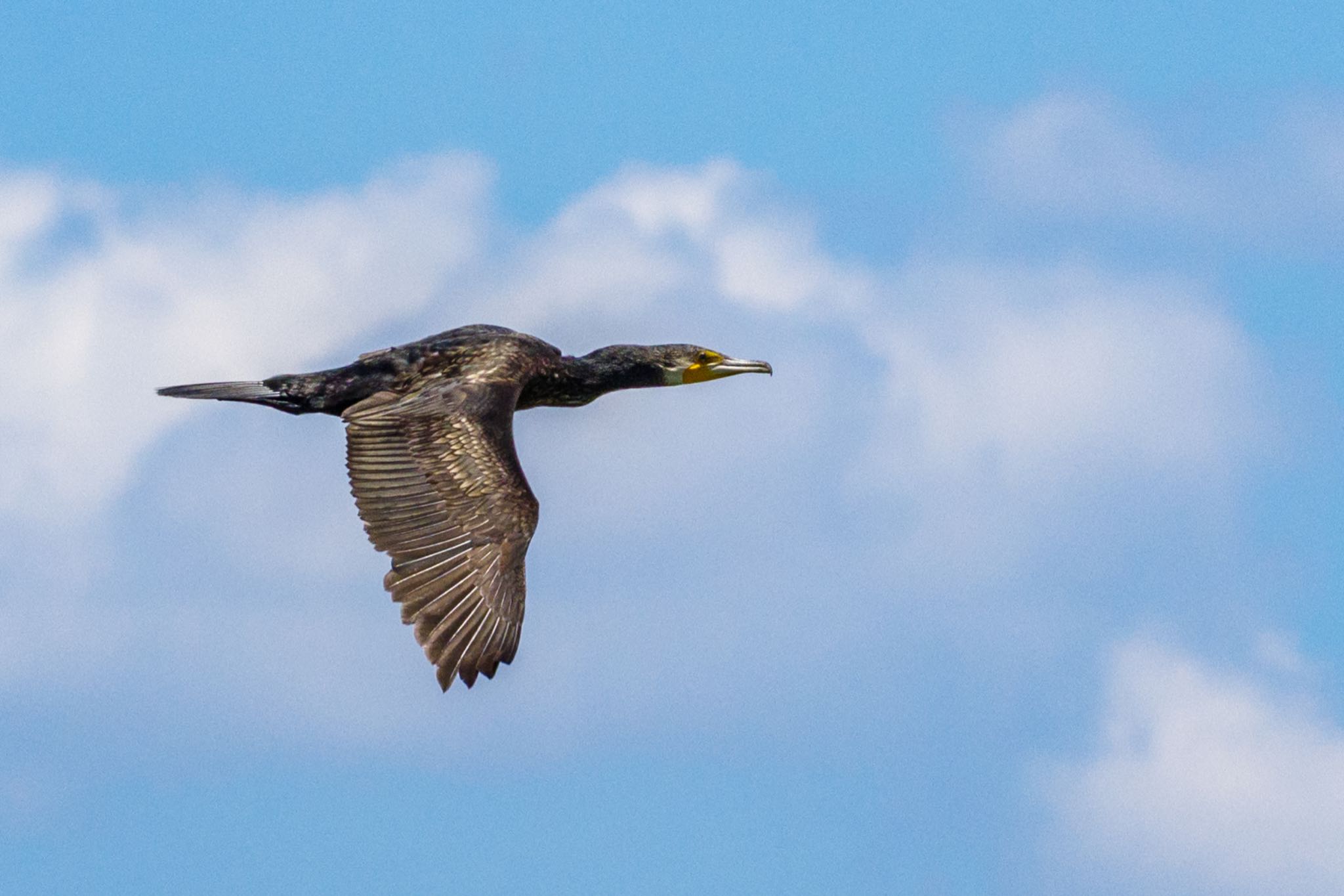 東京港野鳥公園 カワウの写真 by Marco Birds