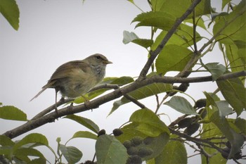 ウグイス 神代植物公園 2021年6月30日(水)