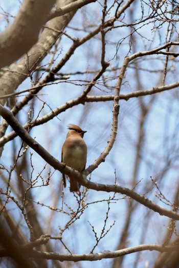 Japanese Waxwing 埼玉 Sun, 4/2/2017