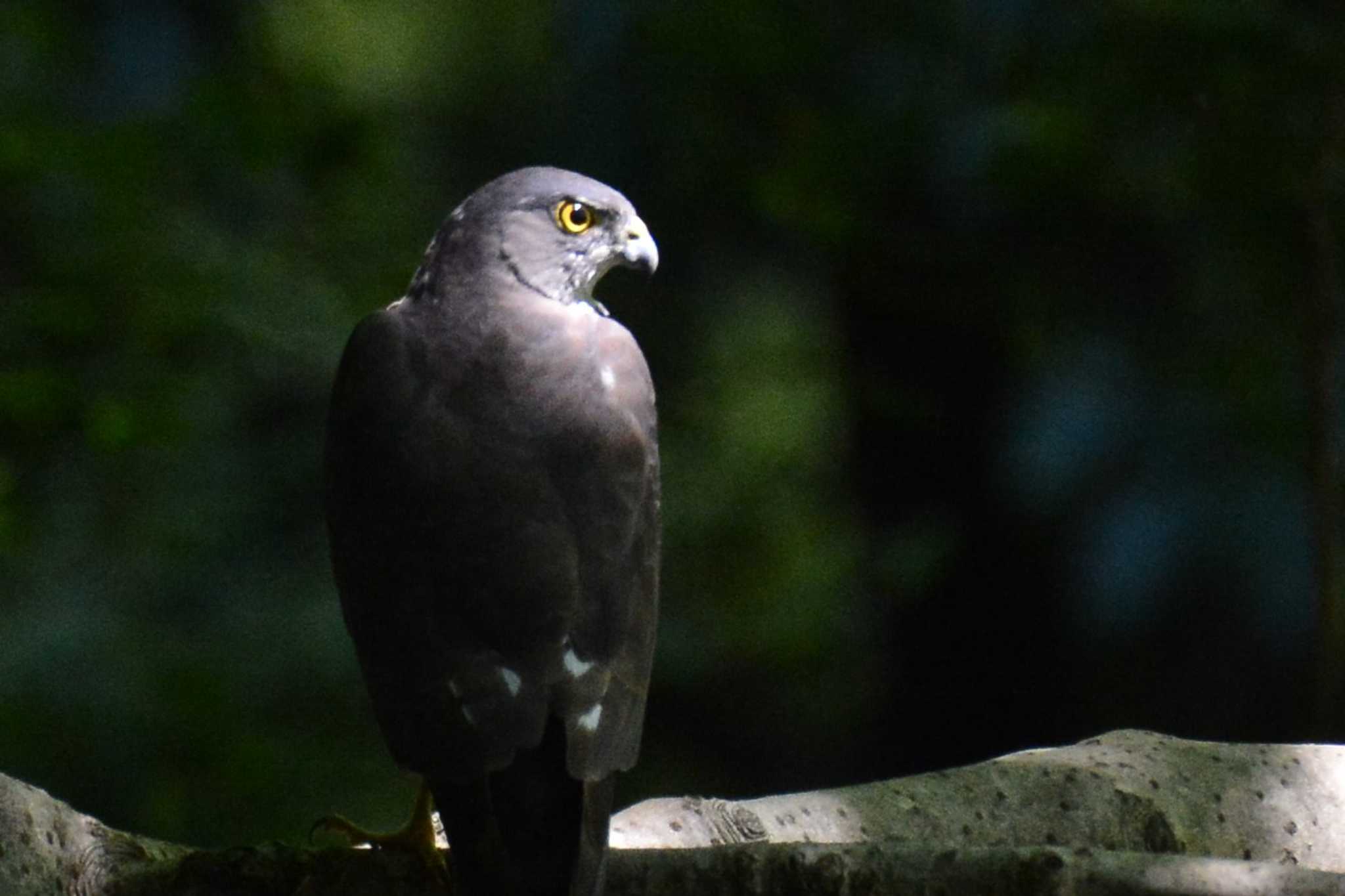 神代植物公園 ツミの写真 by geto