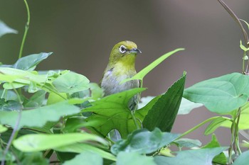 メジロ 大阪城公園 2021年7月11日(日)