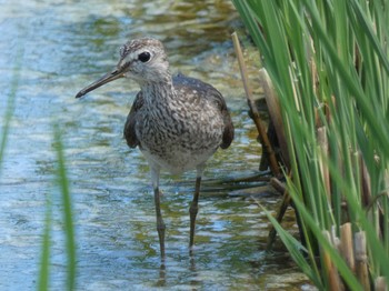 Wood Sandpiper Yoron Island Thu, 7/29/2021