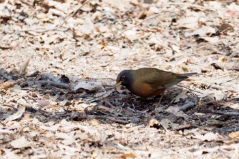 Brown-headed Thrush 埼玉 Sun, 4/2/2017