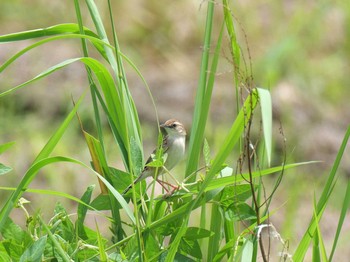 2021年7月18日(日) 明石市の野鳥観察記録