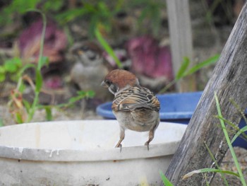 Eurasian Tree Sparrow 徳島市川内町 Thu, 7/29/2021