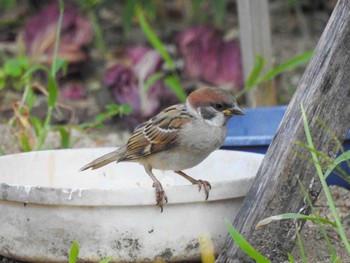 Eurasian Tree Sparrow 徳島市川内町 Unknown Date