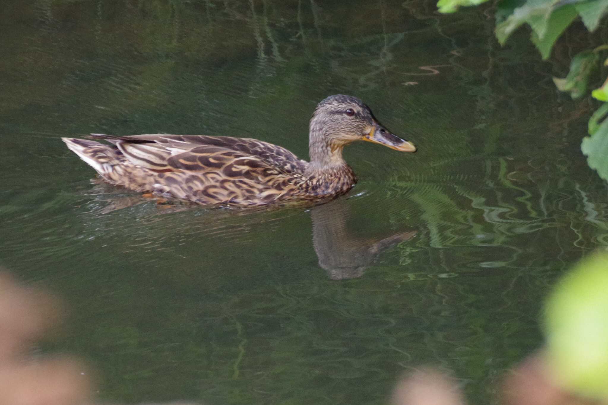 福井緑地(札幌市西区) マガモの写真 by 98_Ark (98ｱｰｸ)