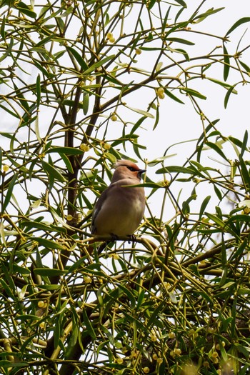 Japanese Waxwing 埼玉 Sun, 4/2/2017