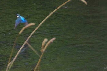 カワセミ 福井緑地(札幌市西区) 2021年7月29日(木)