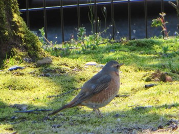 Naumann's Thrush 富山県中央植物園 Sun, 4/2/2017