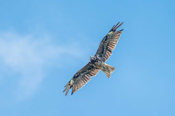 Black Kite 石ケ谷公園 Sat, 7/17/2021