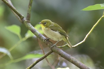 メジロ 大阪城公園 2021年7月11日(日)