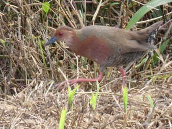 リュウキュウヒクイナ Yoron Island Fri, 7/30/2021