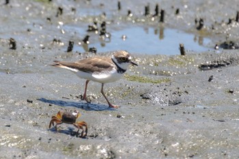 コチドリ 東京港野鳥公園 2021年7月25日(日)