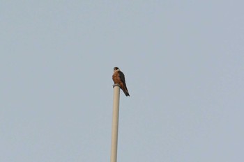 Australian Hobby Laura (Australia) Sun, 10/20/2019