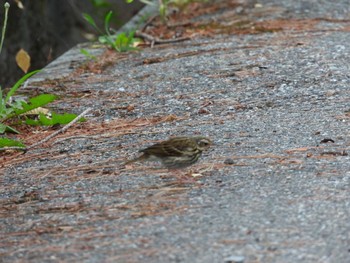 2021年7月21日(水) 長野県富士見町の野鳥観察記録