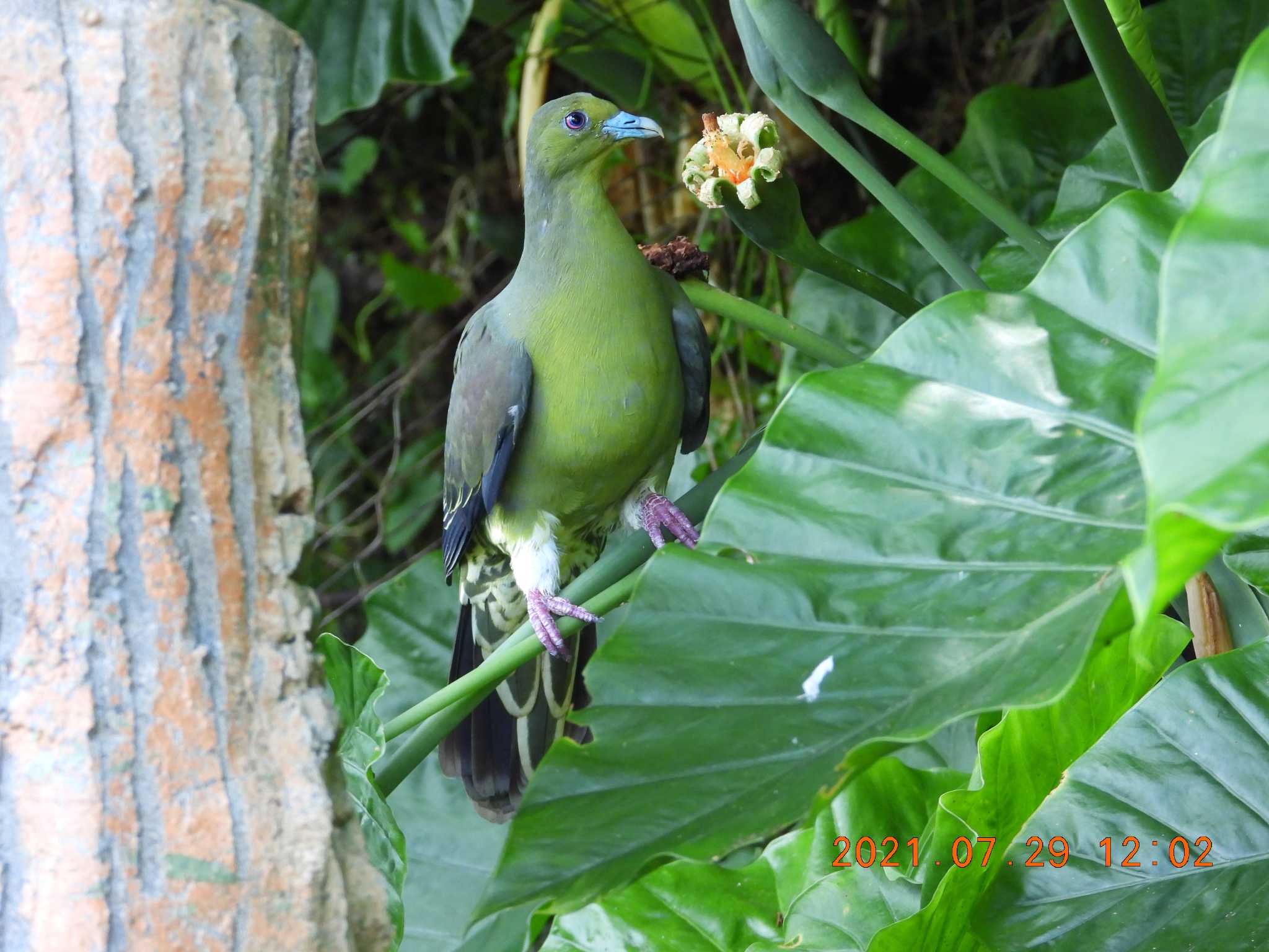 Photo of Ryukyu Green Pigeon at  by minami 